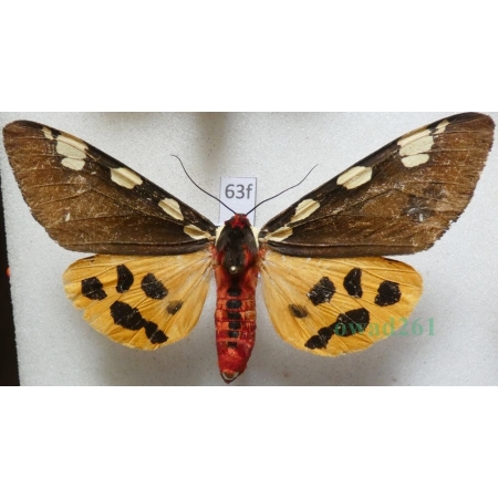 Pericallia matronula (Linnaeus, 1758) male Niedźwiedziówka krasa Poland63f